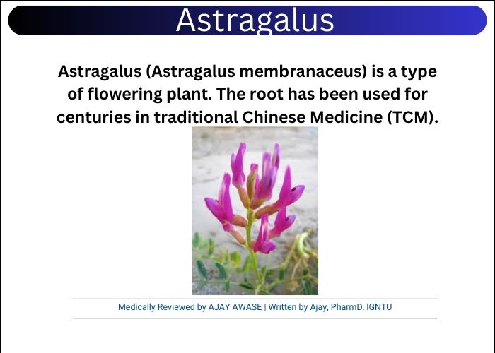 Astragalus